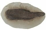 Fossil Seed Fern (Neuropteris) Pos/Neg - Mazon Creek #183287-2